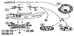 生物體內(nèi)有機(jī)物的元素組成與功能解析